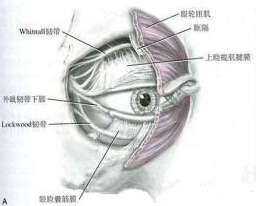 我的眼睛是不是睑下垂？到底要不要做提肌？