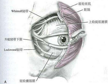 你该了解的上睑下垂