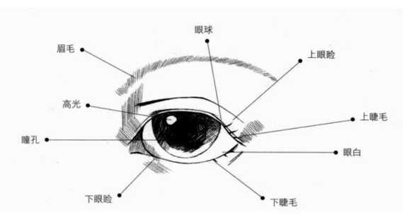 想割双眼皮，我需要要开眼角吗？