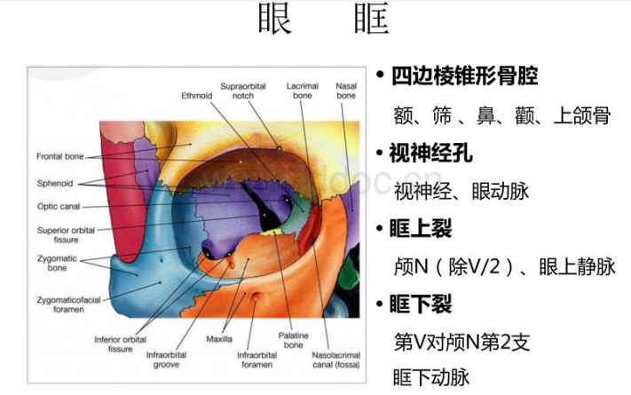 想割双眼皮，我需要要开眼角吗？