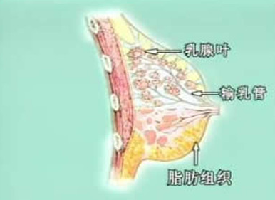 自体脂肪填充胸部术后有硬结疙瘩用不用取出？